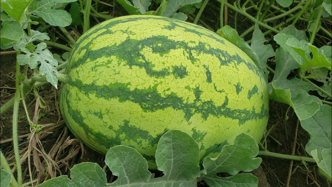 Watermelon – Raha F1 (Oval)